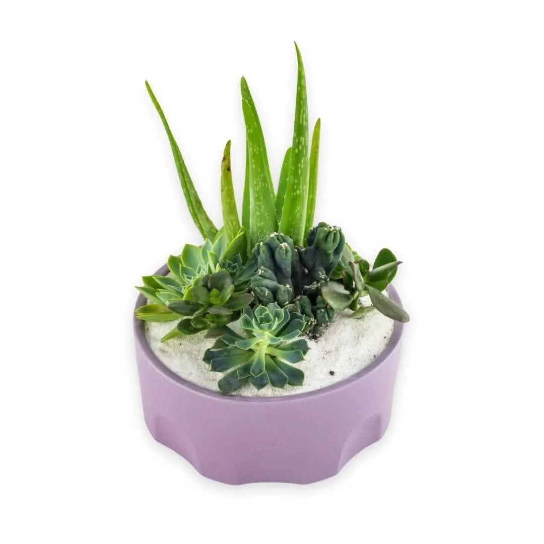 Purple Desert Gem Planting