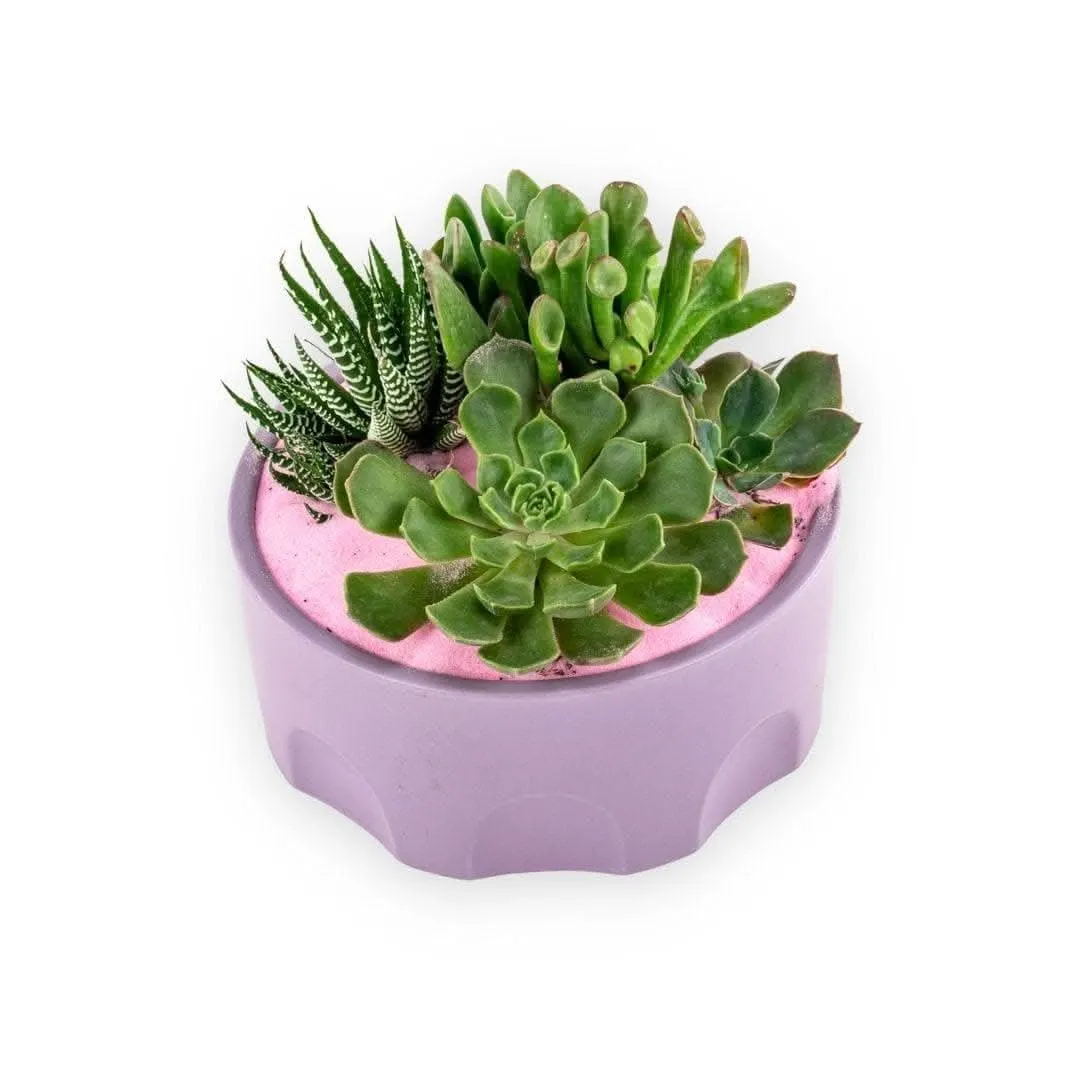 Purple Desert Gem Planting