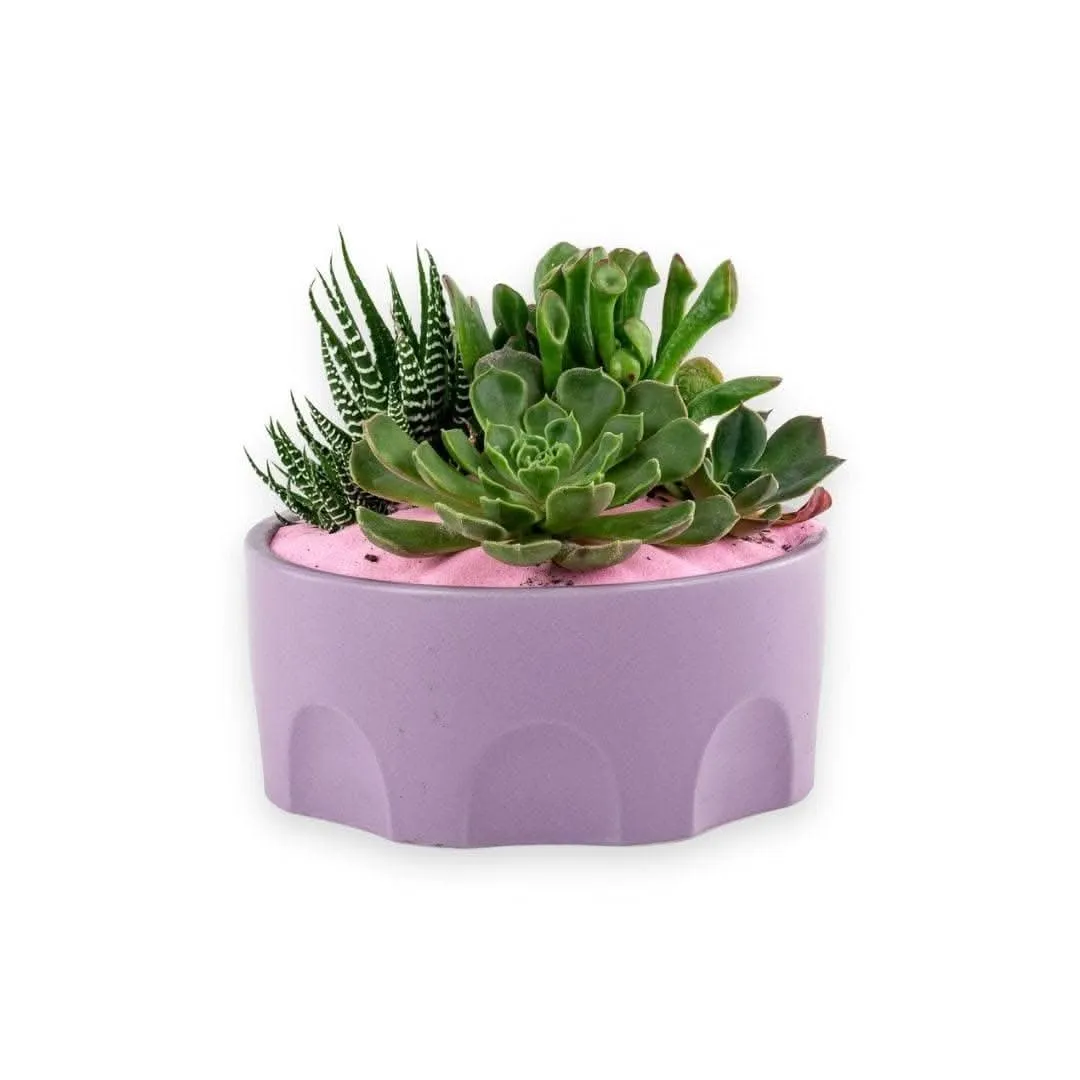 Purple Desert Gem Planting