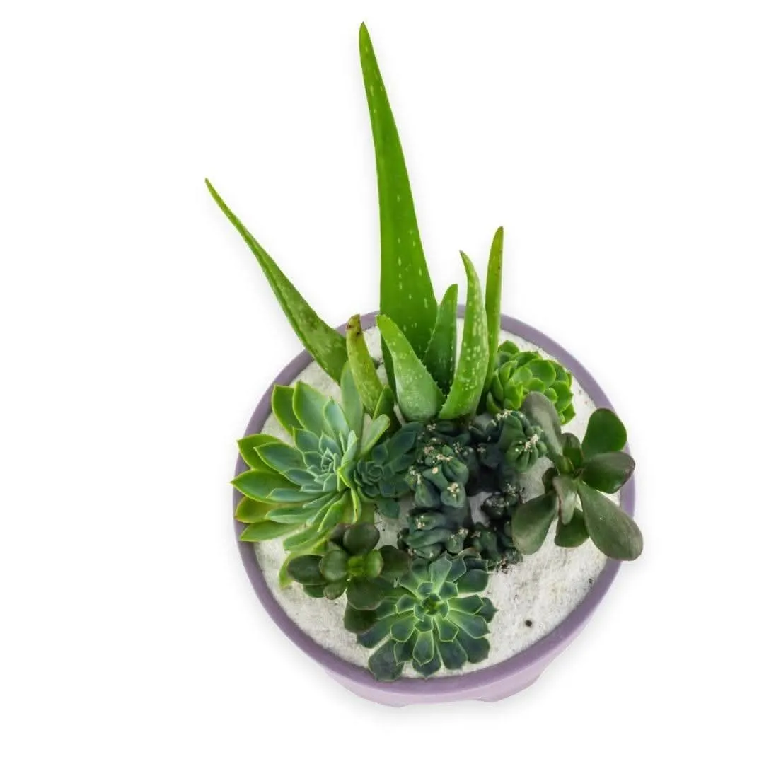 Purple Desert Gem Planting