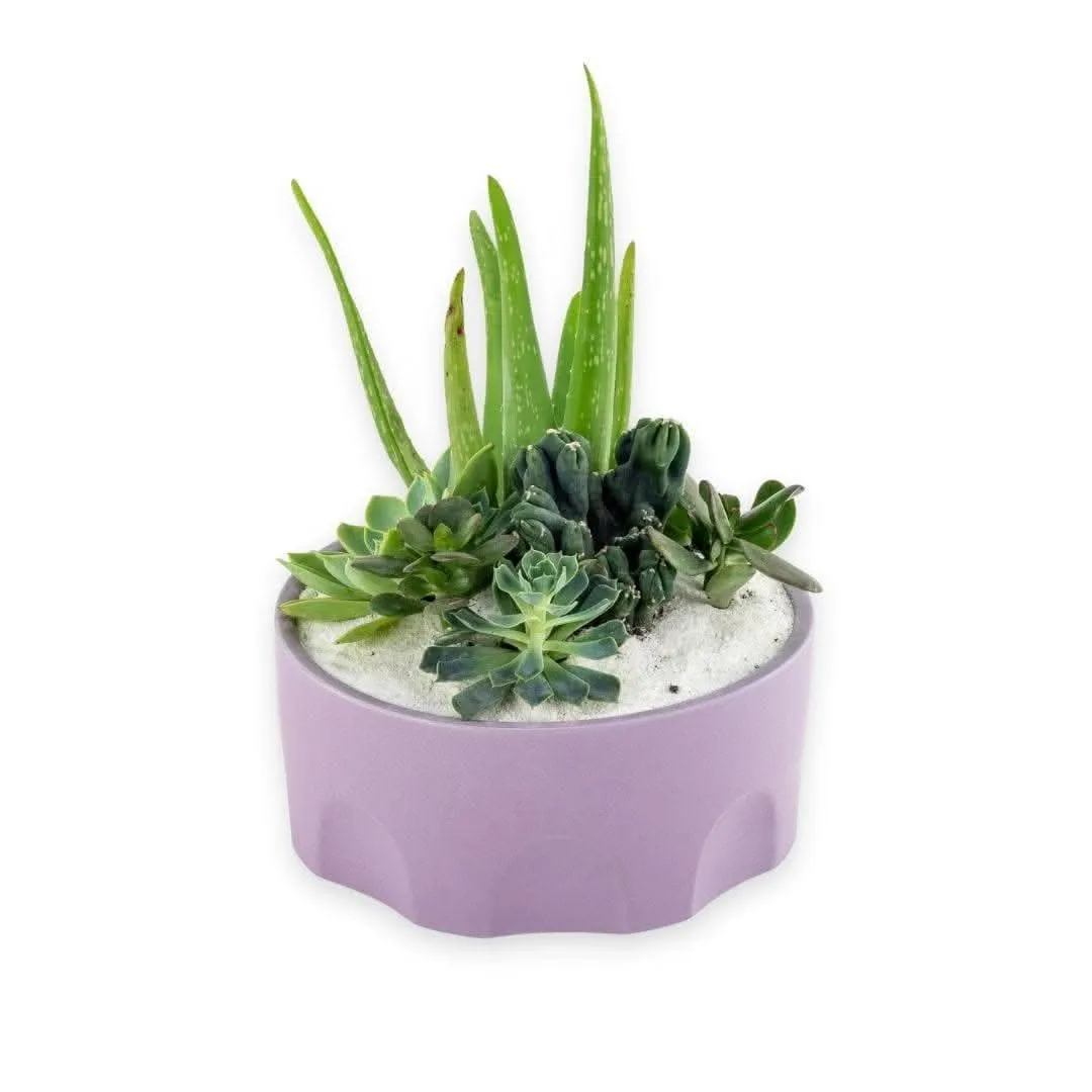 Purple Desert Gem Planting