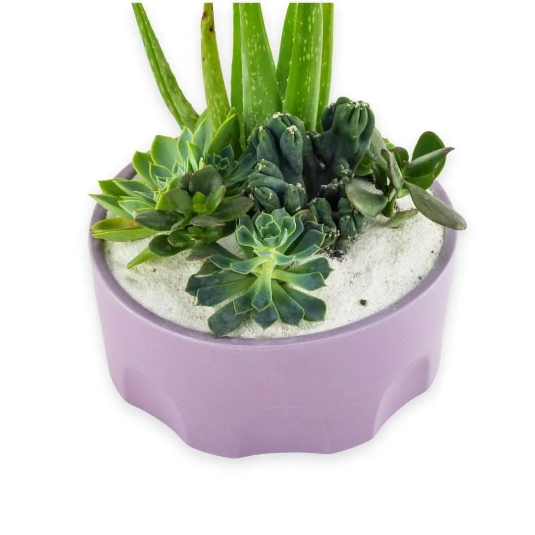 Purple Desert Gem Planting