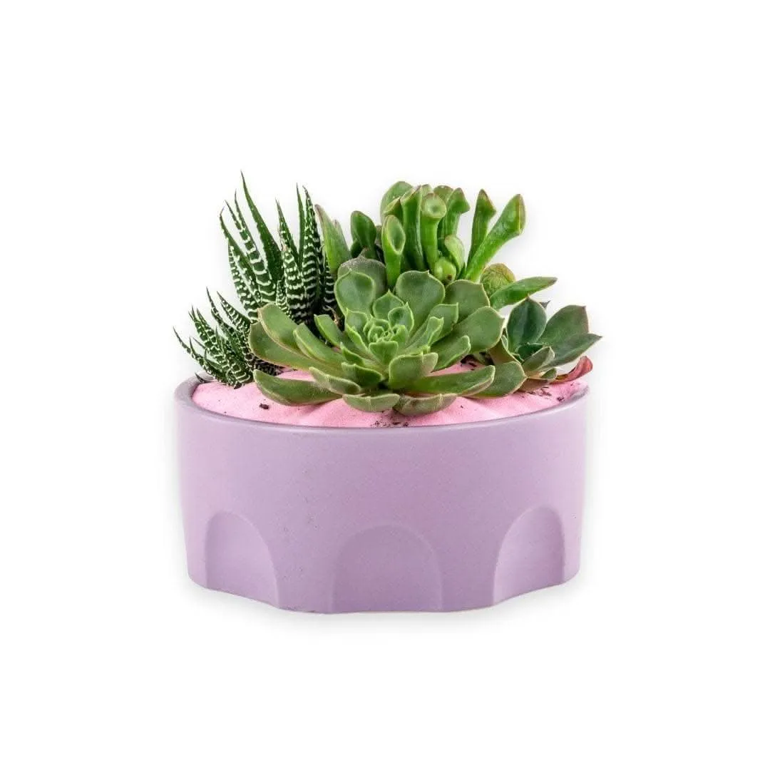 Purple Desert Gem Planting
