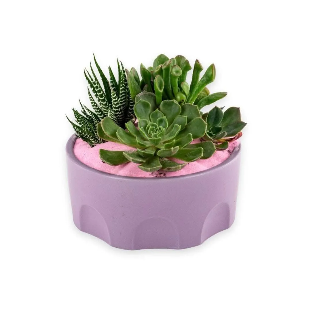 Purple Desert Gem Planting