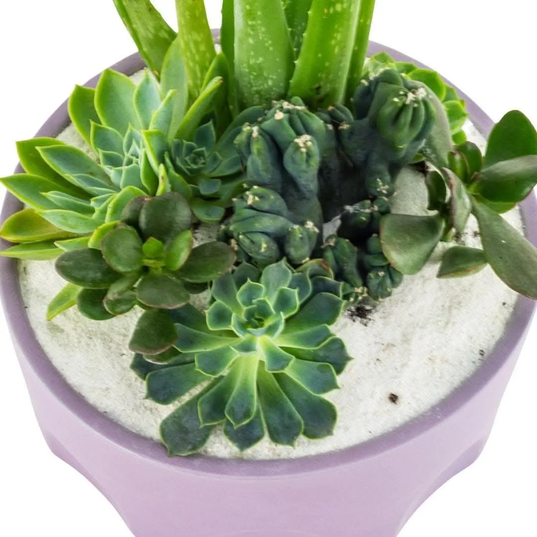 Purple Desert Gem Planting