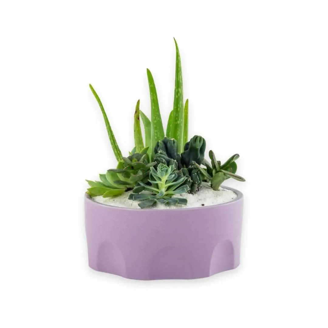 Purple Desert Gem Planting