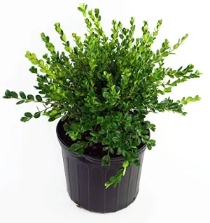Winter Gem Boxwood